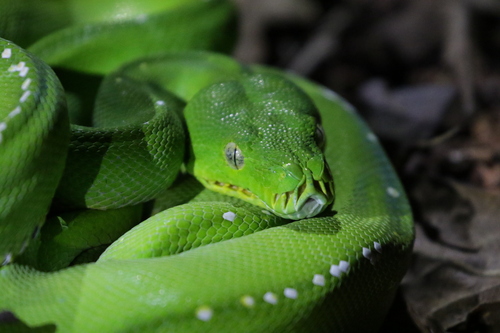 Southern Green Python