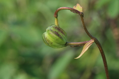 Lilium debile