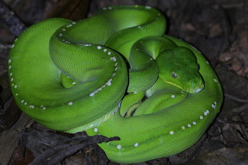 Southern Green Python