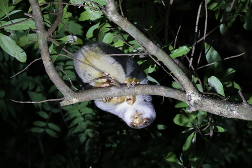 Australian Spotted Cuscus