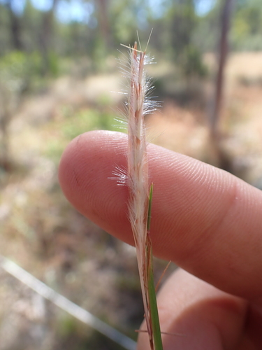 Schizachyrium fragile observed 2026-04-12