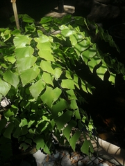 Adiantum