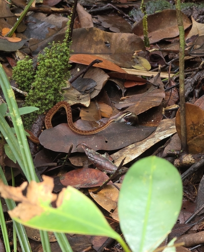 Psammodynastes pictus