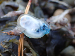 Physalia