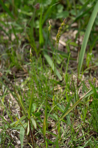 Carex nervata iNat (2)