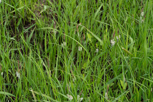 Carex thunbergii iNat (2)