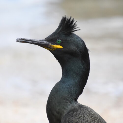 European Shag (Gulosus aristotelis), photo 10