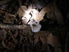 Mycena chlorophos