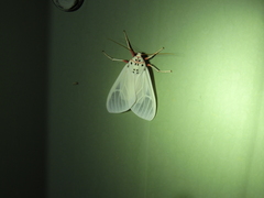 Amerila rubripes