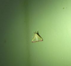 Autocharis hedyphaes