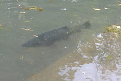 Salmo trutta