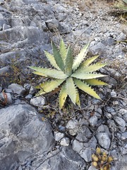 Agave xylonacantha