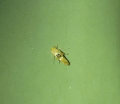 Hieromantis ephodophora