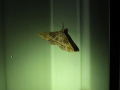 Hypospila dochmotoma