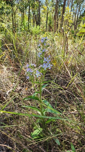 Exacum tetragonum observed 2026-04-14