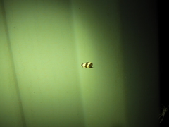 Micrapatetis orthozona