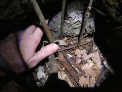 Mycena chlorophos