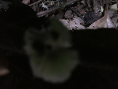 Mycena chlorophos