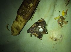 Catephia linteola