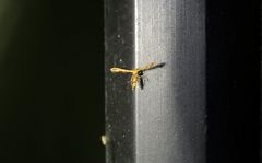 Nippoptilia cinctipedalis