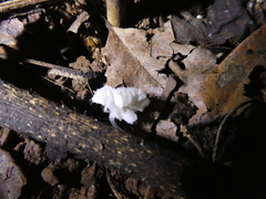 Mycena chlorophos