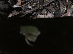 Mycena chlorophos