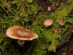 Armillaria luteobubalina