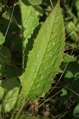 Saussurea acuminata sachalinensis