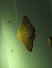 Xanthanomis fuscifrons