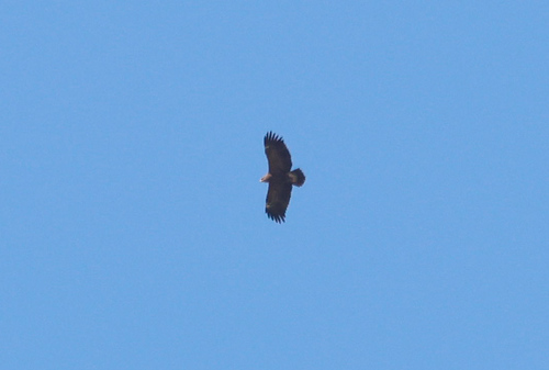 Lesser Spotted Eagle