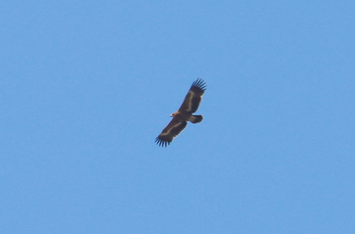 Steppe Eagle