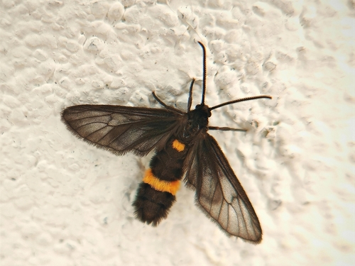 Psichotoe duvaucelii