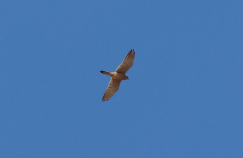 Eurasian Kestrel