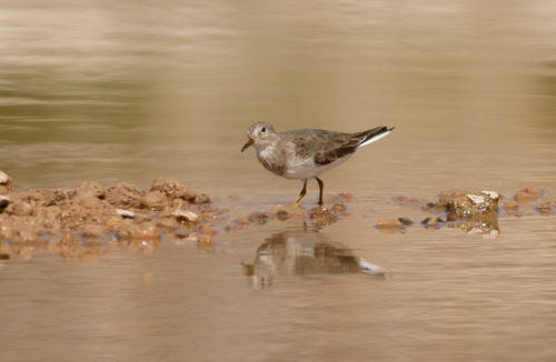 Temminck's Stint