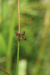 Juncus haenkei