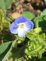 Veronica persica