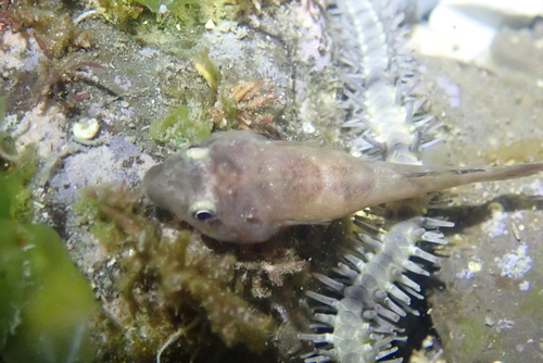 Flathead clingfish (Conidens laticephalus) — Gobiesocidae