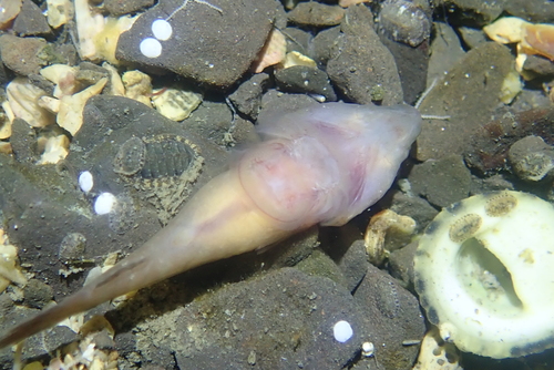 Flathead clingfish (Conidens laticephalus) — Gobiesocidae — 4