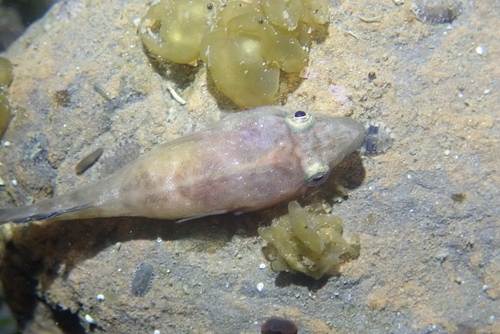 Flathead clingfish (Conidens laticephalus) — Gobiesocidae — 5