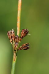 Juncus haenkei