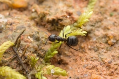 Dolichoderus debilis