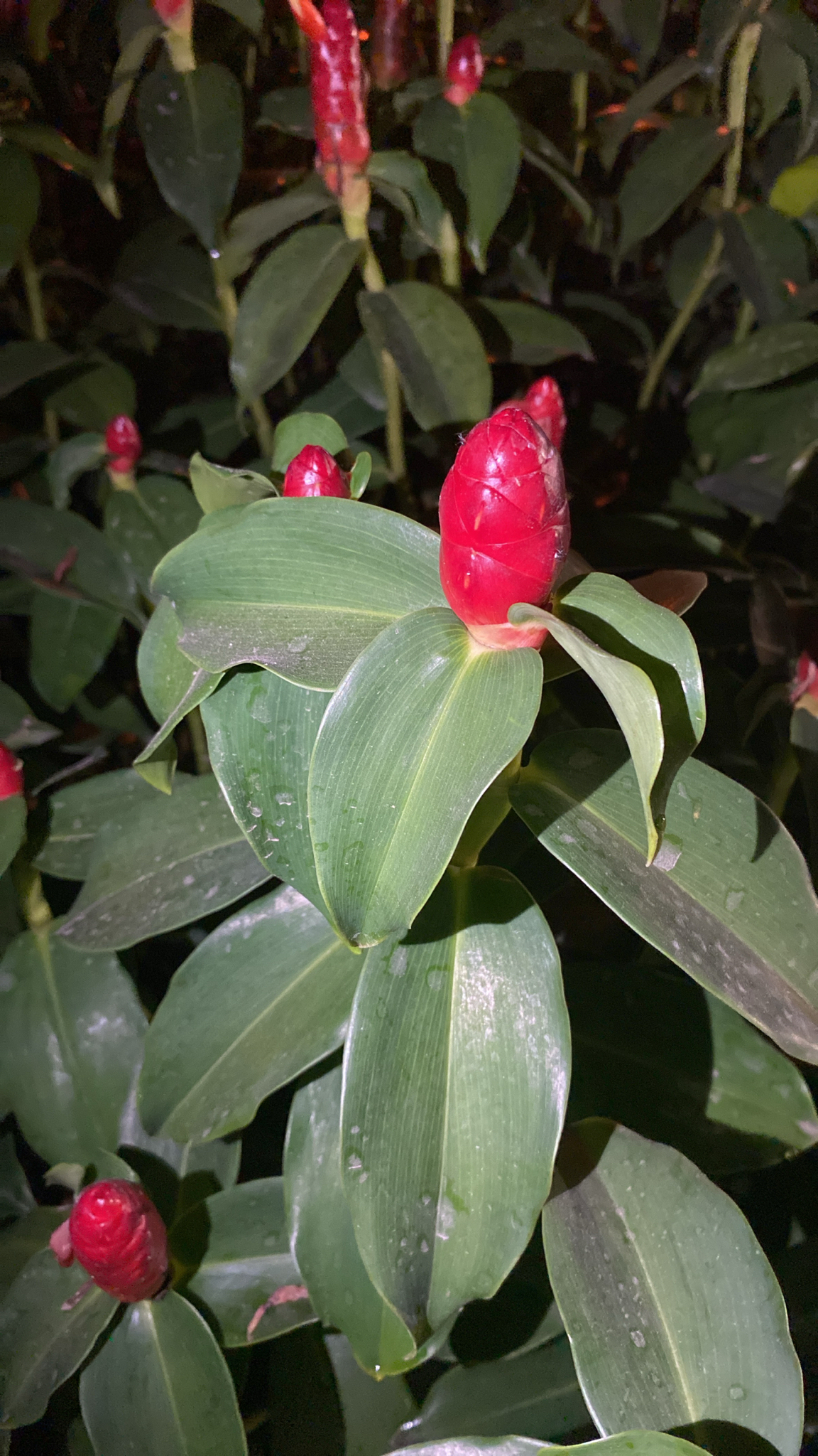 Costus woodsonii — ảnh 2