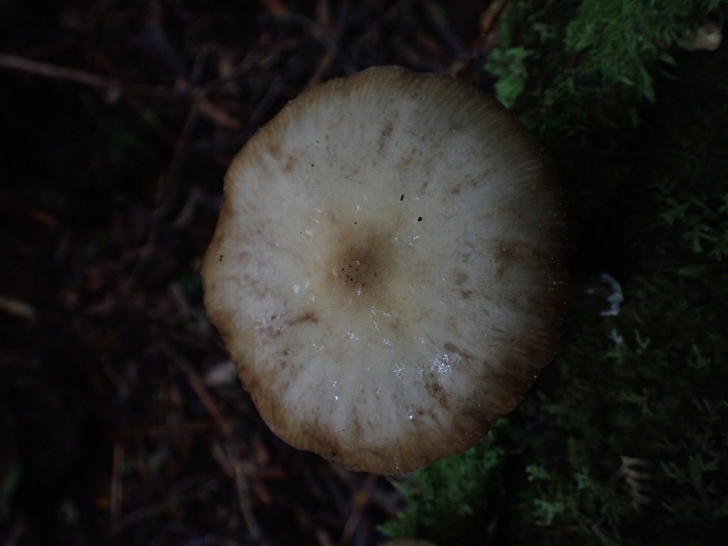 Armillaria novae-zelandiae · April 2026 · photo: © rayjackson (iNaturalist, cc-by)