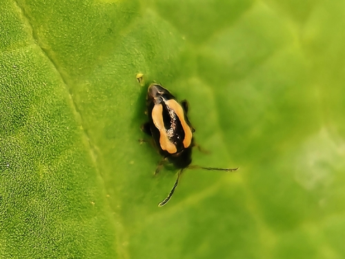 Striped Flea Beetle
