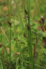 Juncus haenkei