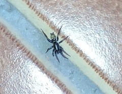 Latonigena