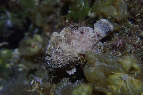 Doreh frogfish (Antennatus dorehensis) — Antennariidae — 3