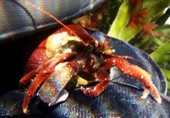 Pagurus hemphilli
