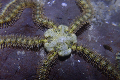 Macrophiothrix longipeda observed 2026-04-10