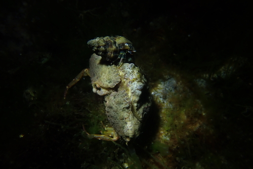 Calappa gallus observed 2026-04-10